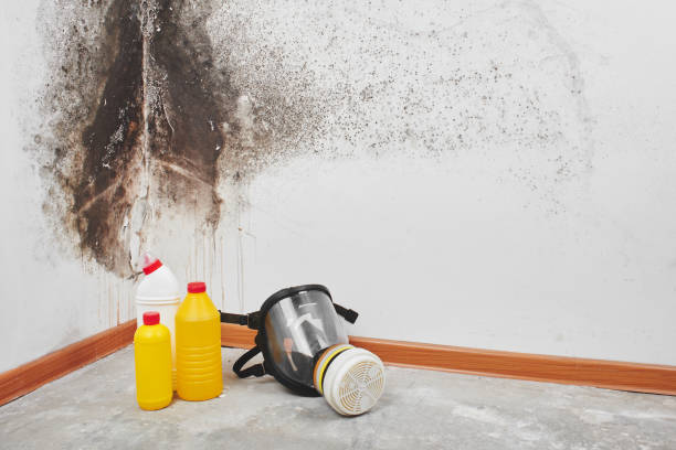 Best Professional Mold Removal  in Richmond, MN