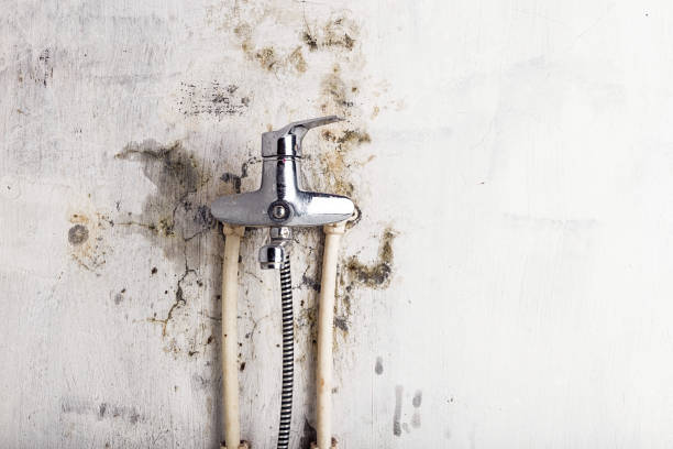 Richmond, MN Mold Removal Company