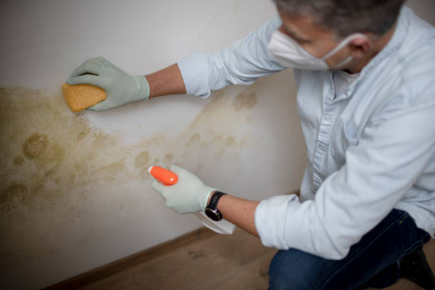 Best Mold Damage Repair  in Richmond, MN
