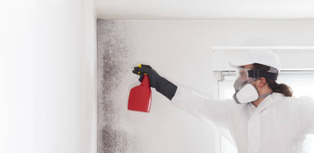 Best Local Mold Removal Service  in Richmond, MN