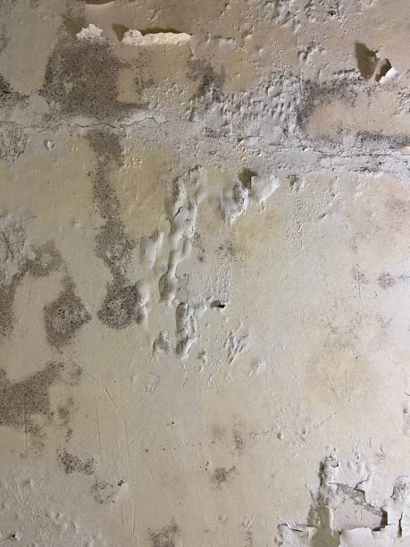 Best Mold Removal and Inspection  in Richmond, MN