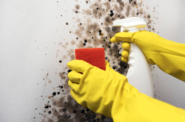 Best Emergency Mold Removal  in Richmond, MN