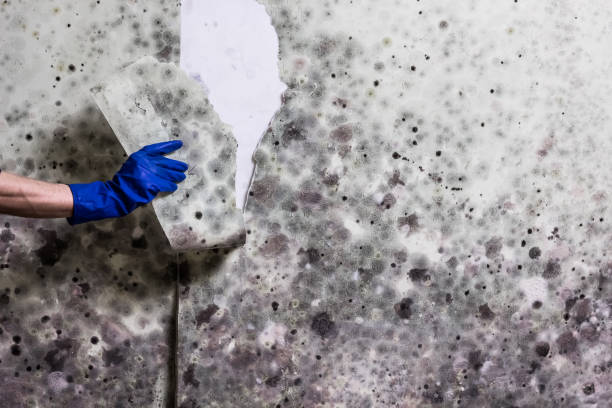 Mold Removal and Inspection in Richmond, MN