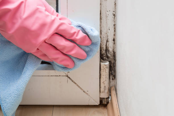 Best Commercial Mold Removal  in Richmond, MN